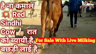 है ना कमाल ?|| अदभुत Red Sindhi Cow? रात को ब्यायी है बछड़ी लाई है 10 किलो खीस दे दिया For Sale