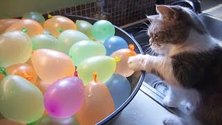 Cats VS Balloons ?? Funny Cats Playing With Balloons [Funny Pets]