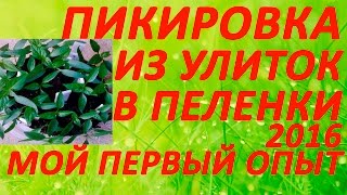Пикировка помидор из улиток в пеленки.  Мой первый опыт 21 марта 2016
