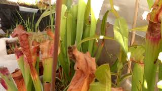 hallazgo en una de mis plantas Carnivoras carnizonaplant