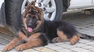 КРАСАВЕЦ Агбар. Puppy long-haired German Shepherd. Щенок Немецкой Овчарки 3 мес. Одесса.