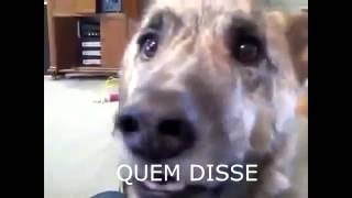 Cachorro doidao