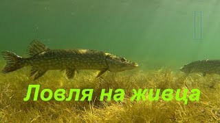 Ловля щуки на живца с берега. Супер уловистая снасть.