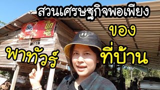 สวนเศรษกิจพอเพียงของที่บ้าน EP.251ปลูกทุกอย่างที่กิน กินทุกอย่างที่ปลูก เหลือเเบ่งขาย