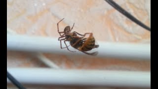 Оса против Паука       Wasp vs Spider      28.08.2015