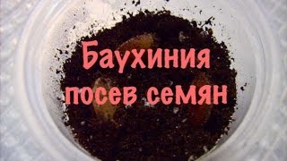 Орхидейное дерево. Баухиния орхидейное дерево.