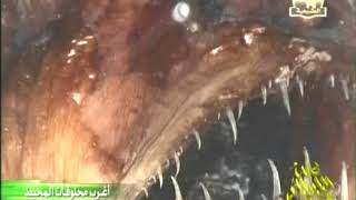 #وثائقي | اغرب مخلوقات المحيط #جودة عالية