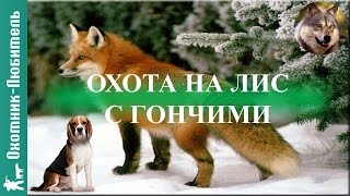 Охота на лис с гончими! ЧУДЕСНАЯ охота