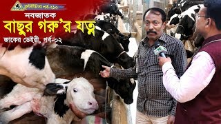 210,Cow Farm,জেনে নিন নবজাতক বাছুর গরুর যত্ন, চিকিৎসা,খাবার সহ জরুরী কিছু তথ্য । গরুর খামার।