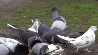 голуби донецка (весенние полёты)22.04.2017