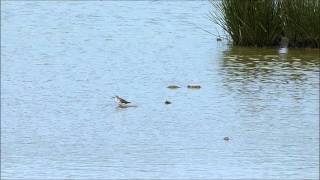 Lesser Yellowlegs, WWT Llanelli