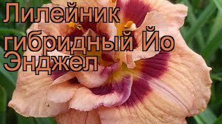 Лилейник гибридный Йо Энджел (hemerocallis) ? обзор: как сажать, рассада лилейника Йо Энджел