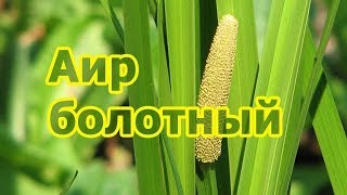 Аир болотный обыкновенный, описание, рецепты, лечебные свойства и применение корневища растения.