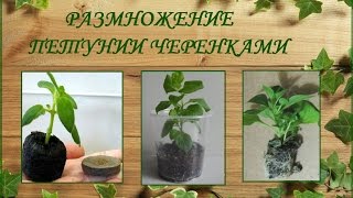 Размножение петунии черенками. Как сохранить петунию зимой.