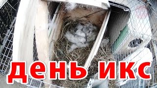 про село - рождение крольчат зимой // окрол  // жизнь в деревне
