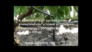 Капельный полив на винограде