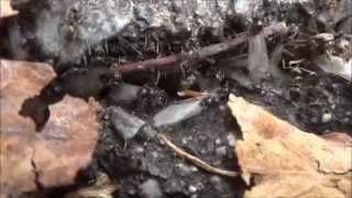 Ant Queens - Pre flight Swarm ( Sony Cybershot TX10 HD )
