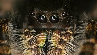 Vision in Jumping Spiders