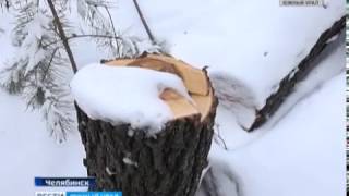 Незаконная вырубка деревьев в Челябинске