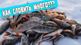 Глухозимье в Сибири .Нереальный клев окуня.