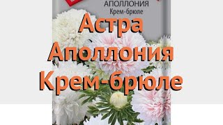 Астра обыкновенный Крем-брюле (krem bryule) ? Крем-брюле обзор: как сажать, семена астры Крем-брюле