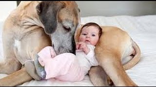 「かわいい犬」初めて人間の赤ちゃんに会って何を話しているの
