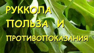 Руккола. Польза и вред.