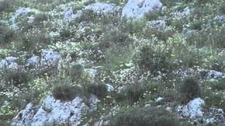 ΕΝΑ ΩΡΑΙΟ ΞΕΦΩΛΙΑΣΜΑ ΛΑΓΟΥ ΑΠΟ BEAGLE KOYTABI