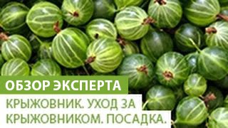 Крыжовник. Уход за крыжовником. Посадка крыжовника