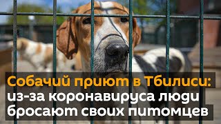 Собачий приют в Тбилиси: из-за коронавируса люди бросают своих питомцев