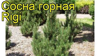 Сосна горная Риги. Краткий обзор, описание характеристик, где купить pinus mugo Rigi