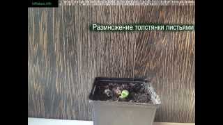 Размножение толстянки листьями