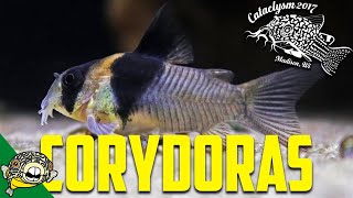 How to Breed Corydoras! by Eric Bodrock at Cataclysm 2017