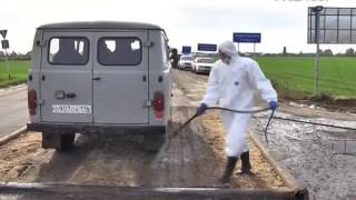 Африканская чума свиней подступает к Самарской области