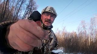 В погоне за белопоясиком- на новом месте