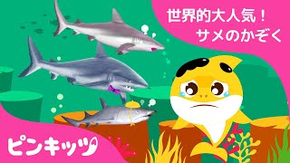 ★１位記念★サメのかぞくうたメドレー | ゆびあそびサメのかぞく ・ リアルなサメのかぞく他 | こどものうた | 人気童謡 | Pinkfong! | ピンキッツ！