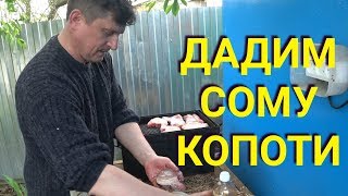 Как вкусно закоптить сома. Смотри и повторяй!