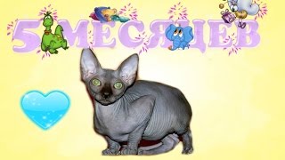 Как правильно ухаживать за котятами . Котенку 5 месяцев . Игры , лоток , уход.