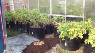 ВЫРАЩИВАНИЕ КАРТОШКИ В МЕШКАХ 2016. Часть вторая: УРОЖАЙ. Сорт "ФИНСКИЙ". Potatoes in Begs.