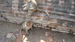 Monkeys at Phra Prang Sam Yod, Lop Buri, Thailand