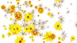 Свадебные футажи в Full HD качестве.