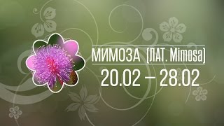 Мимоза 20 - 28 февраля ✿ Цветочный гороскоп