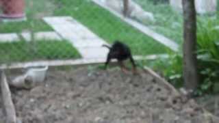 jagdterrier roko and rabbit. იაგტერიერი როკო და კურდღელი