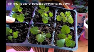 Почему не растёт рассада земляники из семян?