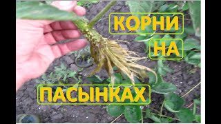 ПереСаживаем Проросшие пасынки помидор в грунт