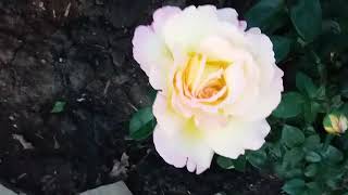 Gloria Dei (ГЛОРИЯ) роза