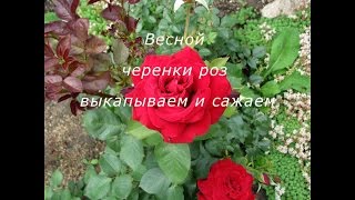 Как сохранить черенки роз осенью и посадить их весной
