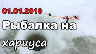 Зимняя рыбалка на хариуса. Гонки на мотособаках в лесу.
