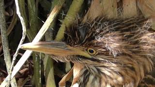 fauna brasileira sertaneja SOCÓ FILHOTE NERVOSO selvagem brazilian animal animais ave silvestre