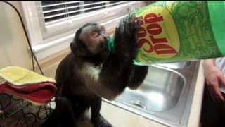 MONKEY CHUGS DRINK!